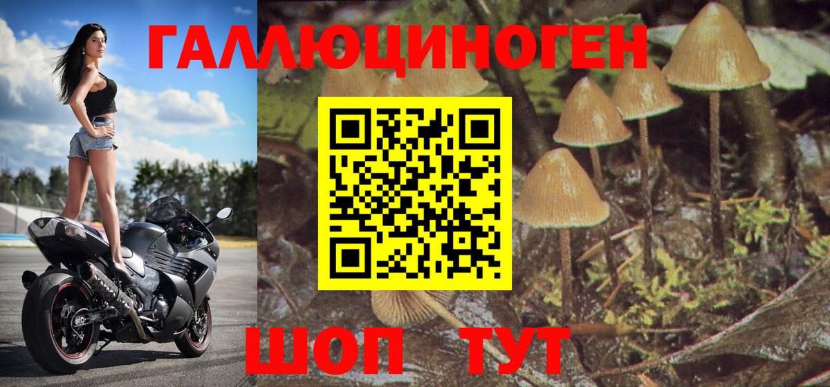 Псилоцибиновые грибы Psilocybe Норильск